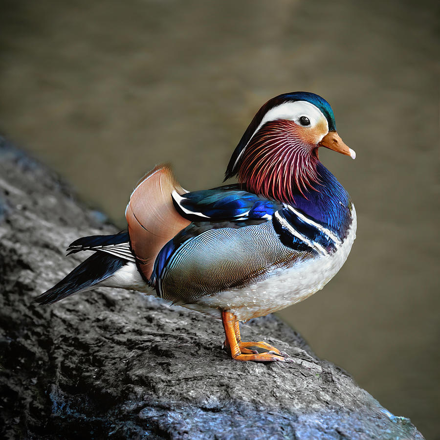 Mandarin Duck Portrait Time Photograph by Wes and Dotty Weber