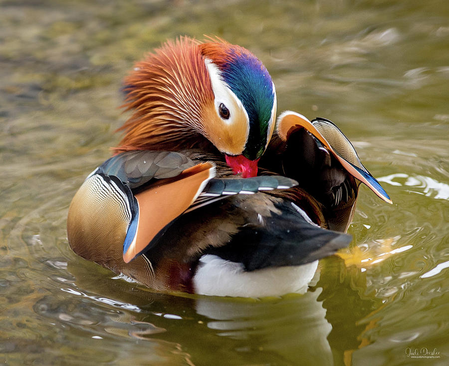 Mandarin Duck Preening Feathers Photograph by Judi Dressler