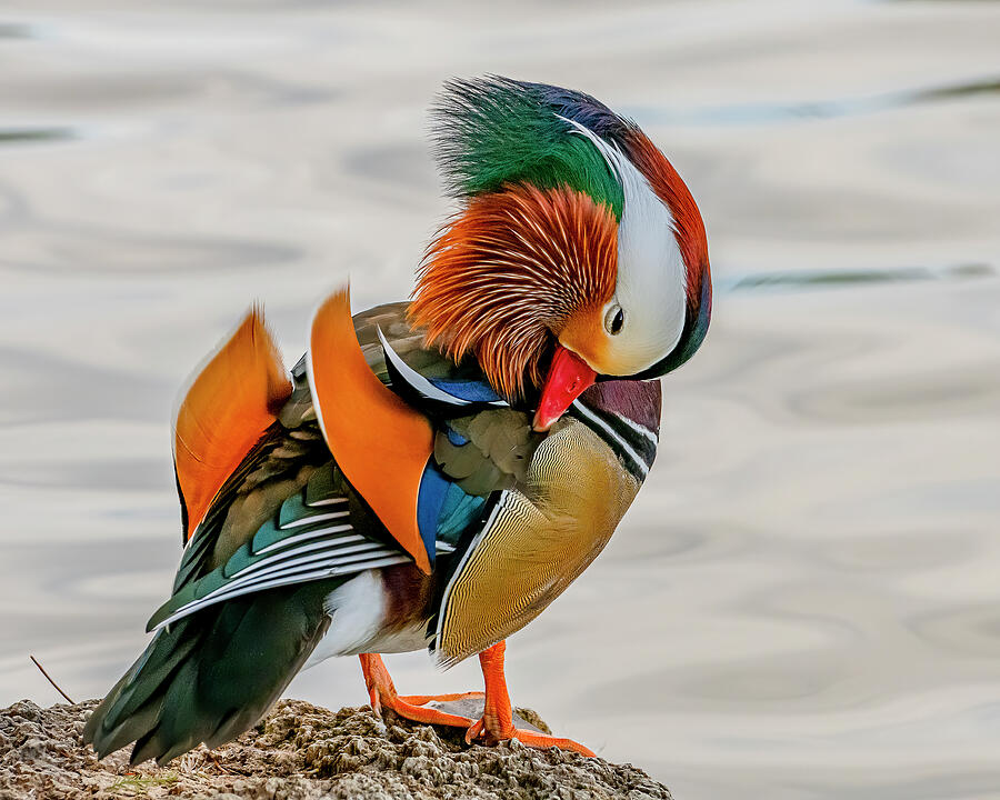 The Mandarin Duck - 10,000 Birds