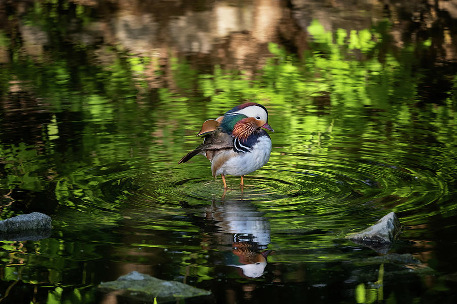 Duck Photograph - Mandarin Duck Standing In Shallow Water by Artur Bogacki