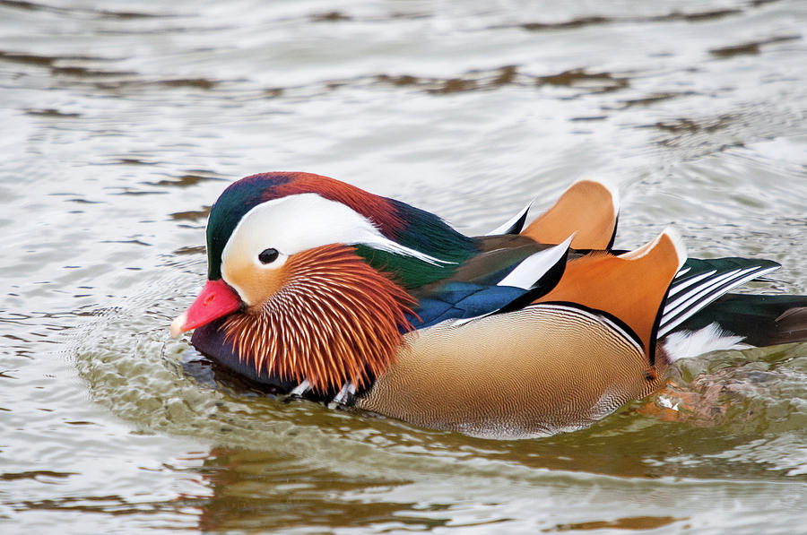 Mandarin Duck Photograph by Steve Stuller