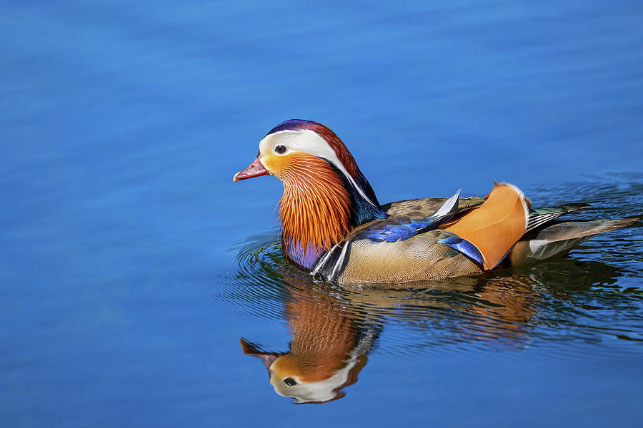 Duck Photograph - Mandarin Duck Swimming In Lake by Artur Bogacki