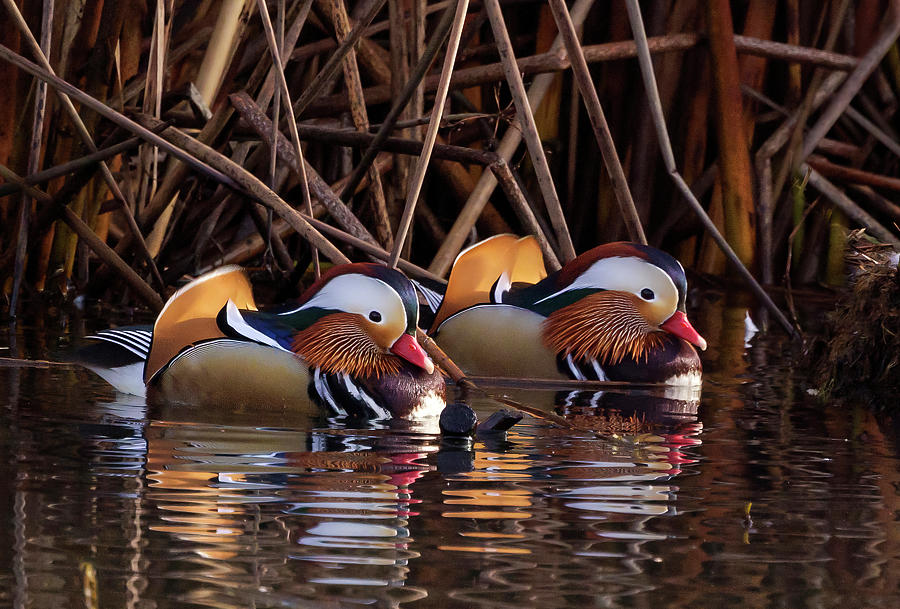 Mandarin Ducks Photograph by Angie Vogel