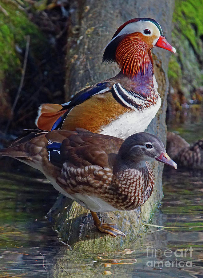 Mandarin Ducks He and She Photograph by Larry Nieland