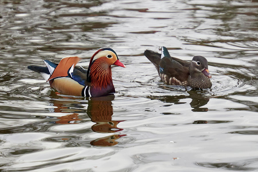 Mandarin ducks. Schloss Charlottenburg.Berlin Photograph by Jouko Lehto