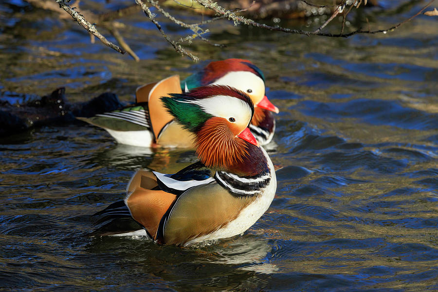 Mandarin Ducks Times Two Photograph by Wes and Dotty Weber