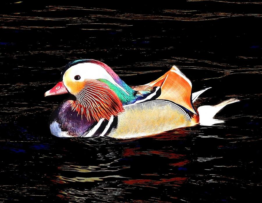 Mandarin Photograph by Rosie Lee Mandarin Photograph by Rosie Lee