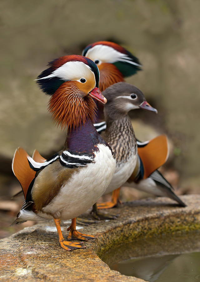 Mandarine Ducks Photograph by Jaroslaw Blaminsky