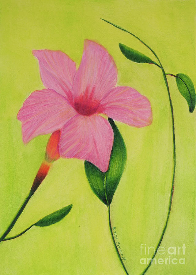 Mandevilla Flower Painting by Dorothy Lee