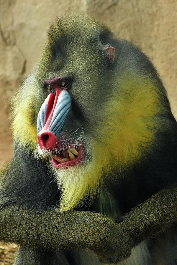 Mandrill Baboon 4 Photograph by Dean Hueber - Fine Art America