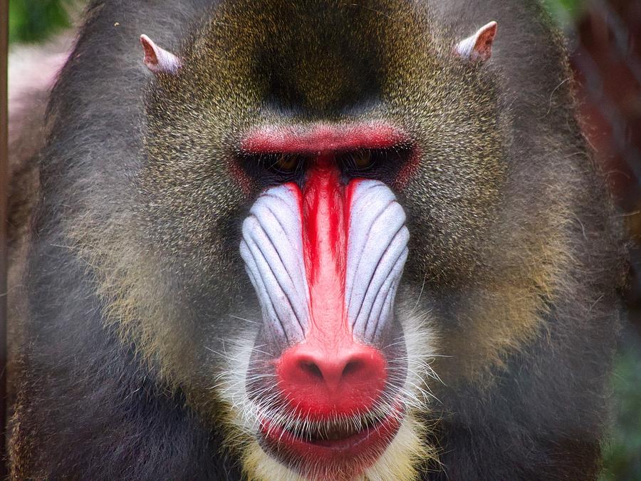 Mandrill Closeup Photograph By George Melin - Fine Art America