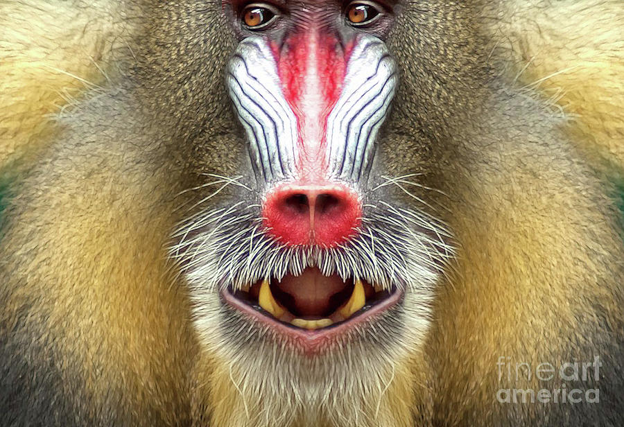 Mandrill Monkey Mixed Media By Big Fat Arts