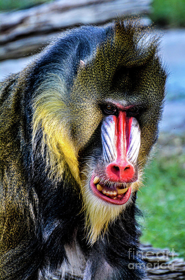 Mandrill Mug Photograph by Kevin Fortier