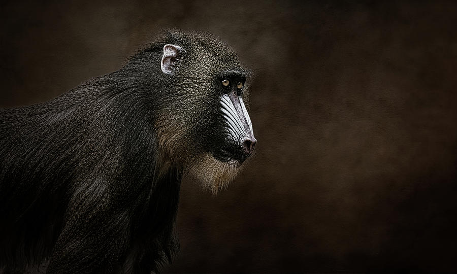 Mandrill portrait Photograph by Lowell Monke