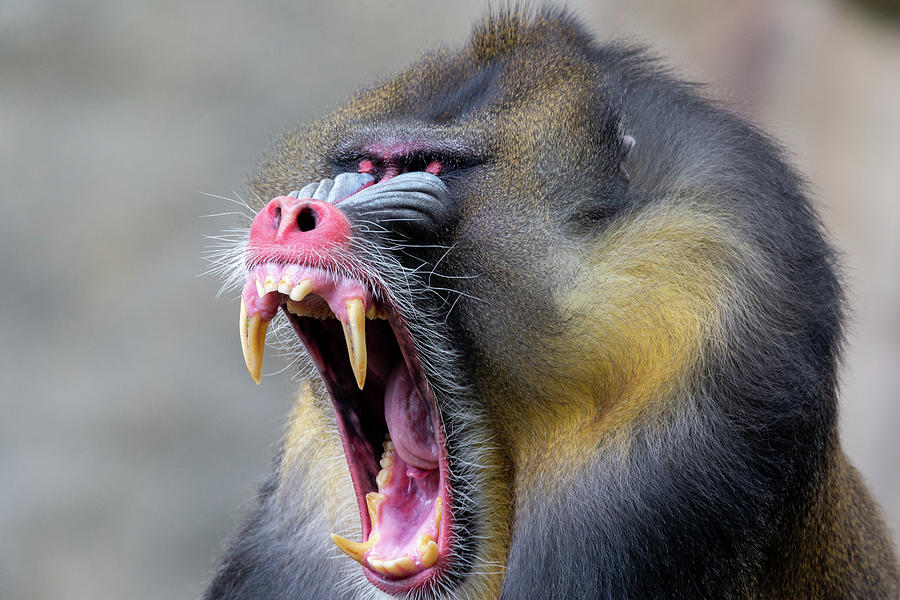 Mandrill Teeth Photograph by Anthony Evans - Fine Art America