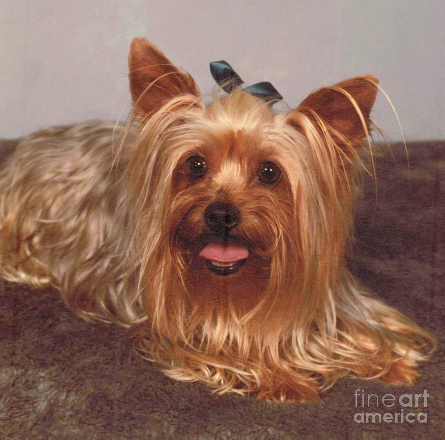 Mandy - A Yorkshire Terrier Photograph by Mary Deal