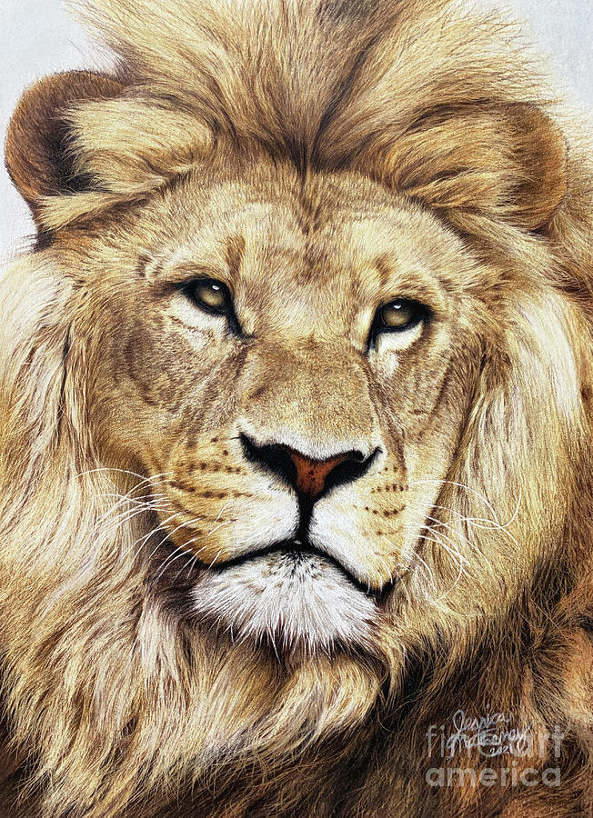 Mane Focus Drawing by Jessica Matheney Fine Art | Pixels