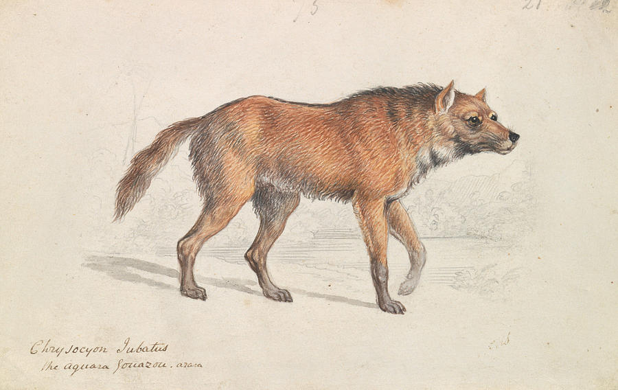 Maned Wolf Drawing by Charles Hamilton Smith