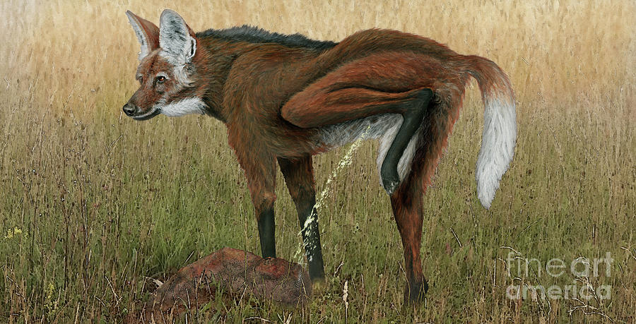 Maned Wolf, Chrysocyon Brachyurus - Maehnenwolf - Fine Art Print Painting