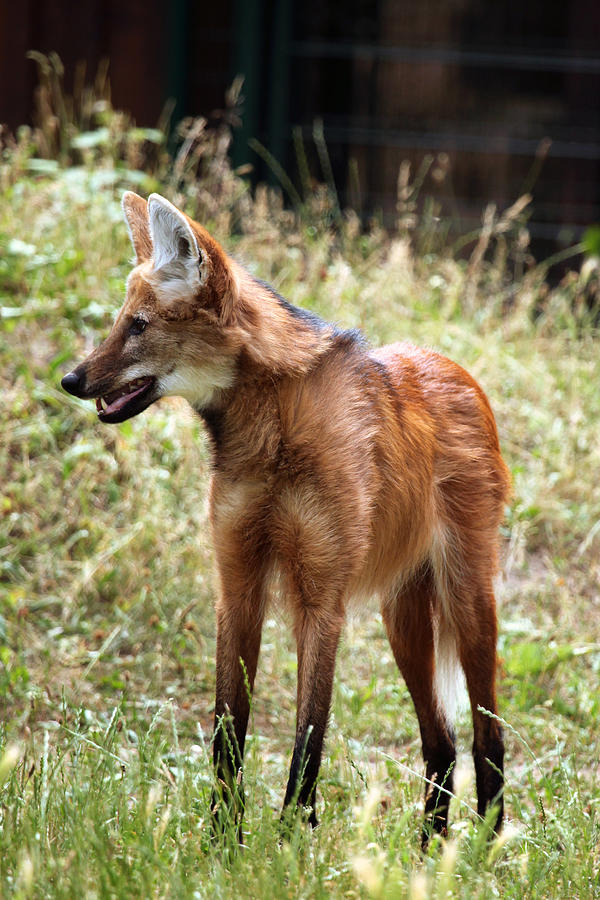 Maned wolf (Chrysocyon brachyurus). Photograph by Wrangel