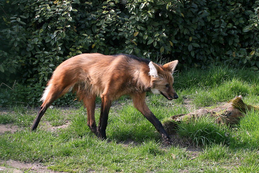 Maned Wolf Hunting Photograph by Ger Bosma