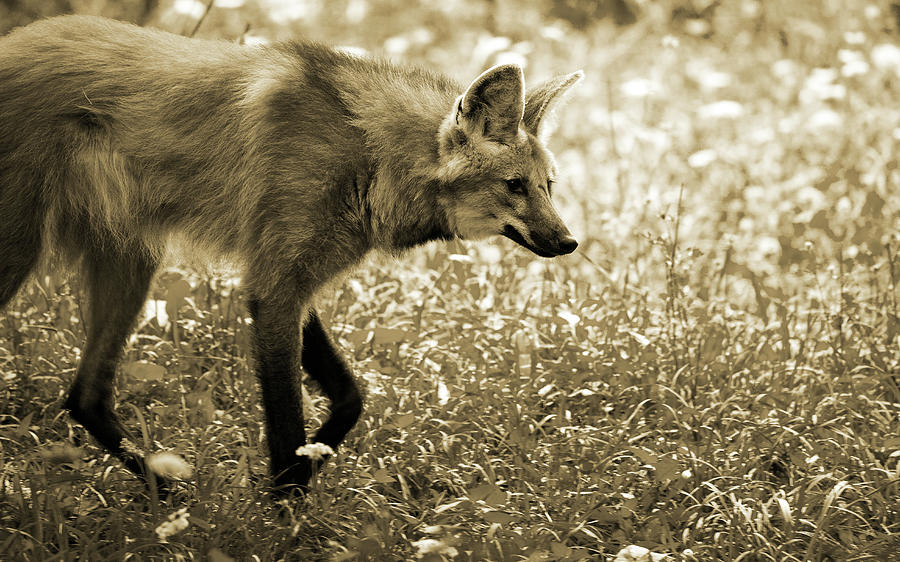 Wolves Photograph - Maned Wolf On The Prowl by Karol Livote
