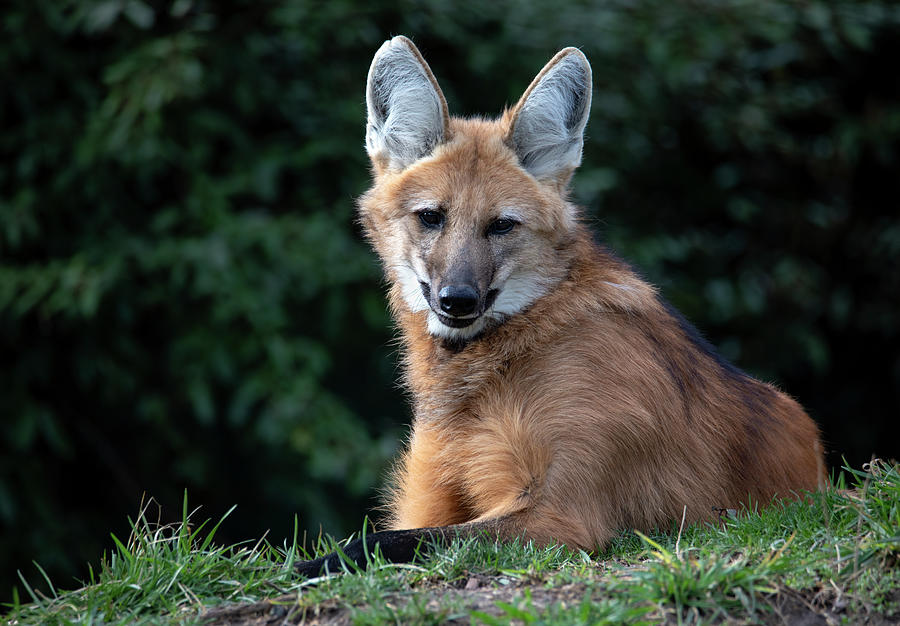 Maned Wolf Repose Photograph by Art Cole