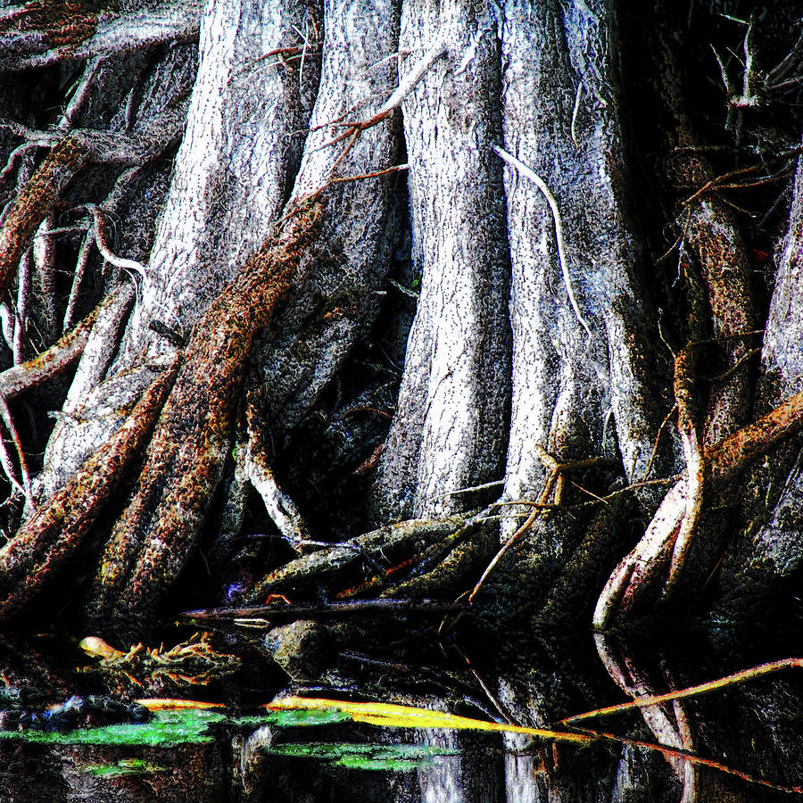 Nature Photograph - Mangled Mangrove by Simone Hester