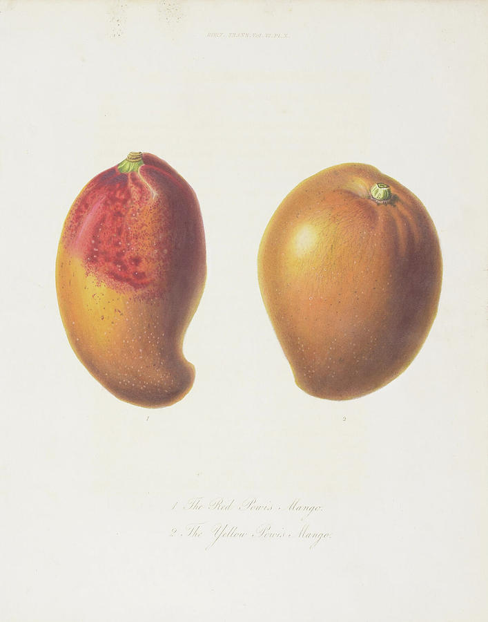 Mango c. 1812 Digital Art by Kim Kent