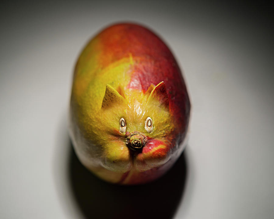 Mango Cat Photograph by Cacio Murilo De Vasconcelos