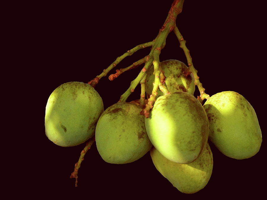 Mango Cluster With Black Background Photograph by Christopher Mercer