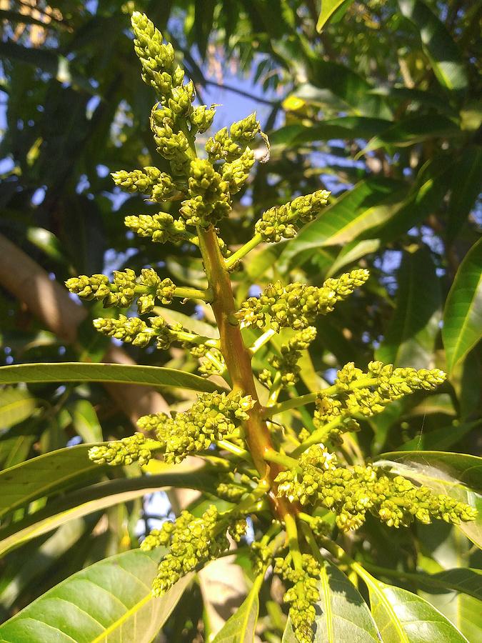 Mango Flower Photograph by Joseph Lishomwa - Pixels