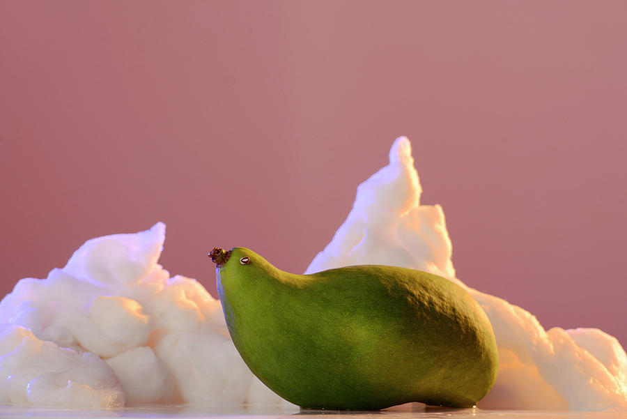 Mango Fruit Seal Photograph by Cacio Murilo De Vasconcelos