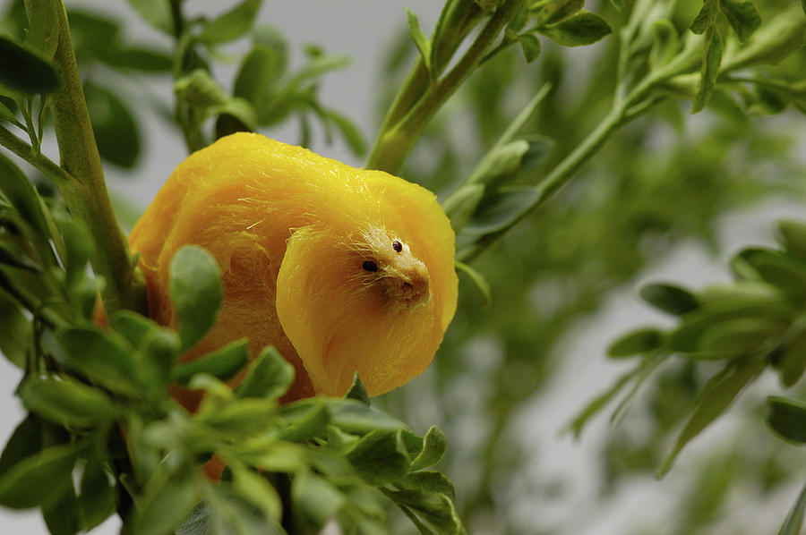 Mango Golden Lion Tamarin Photograph by Cacio Murilo De Vasconcelos