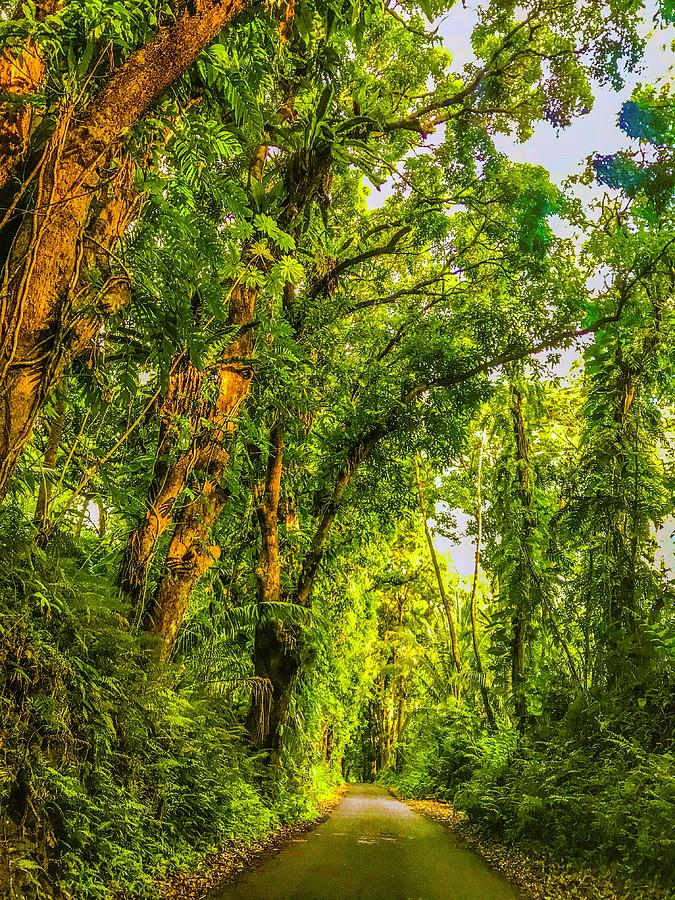 Mango Grove along the Waa Waa Aloha  Photograph by Joalene Young