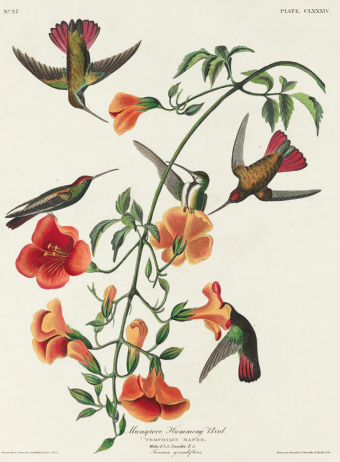Mango Hummingbird. John James Audubon Mixed Media by World Art Collective