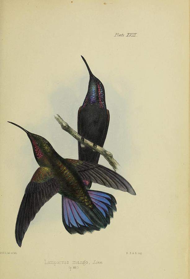 Mango Hummingbird or Black throated Hummingbird Mixed Media by World Art Collective