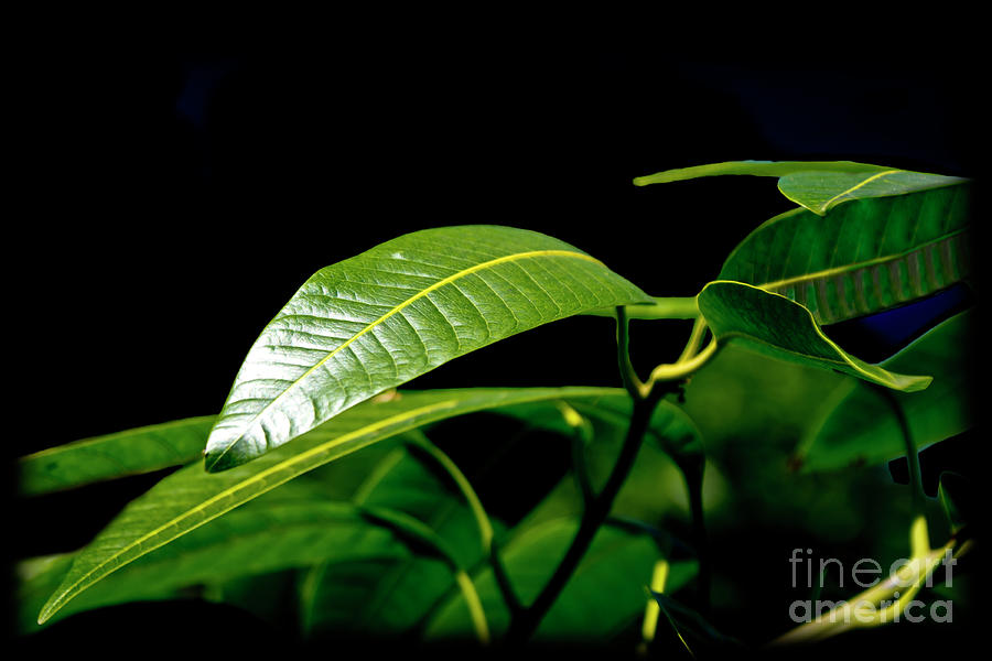 Mango Leaf Perfection Photograph by Al Bourassa