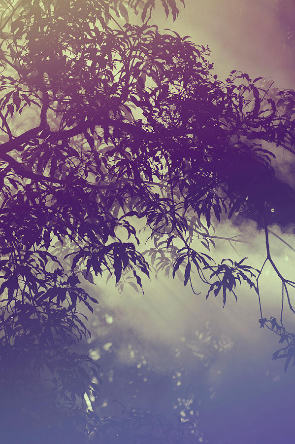 Mango Tree in Misty Morning Photograph by Jenny Rainbow