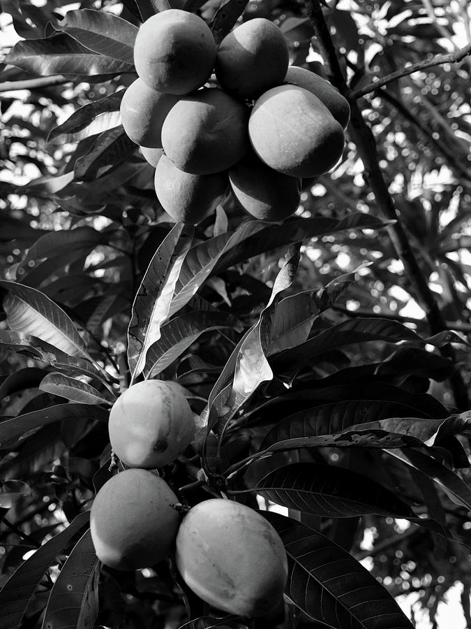  Mangoes in the morning light Black And White  Photograph by Christopher Mercer