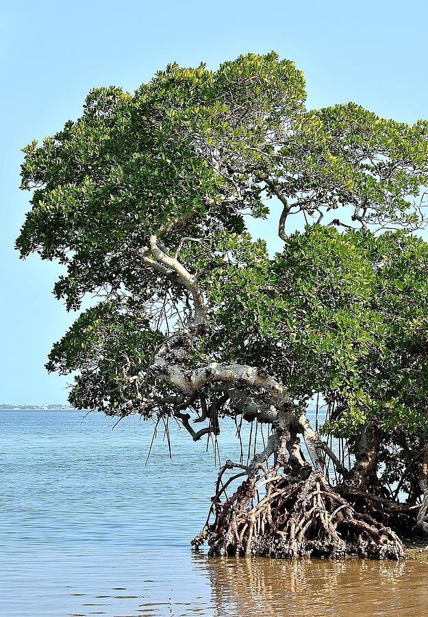 Mangrove A Photograph by John Hintz