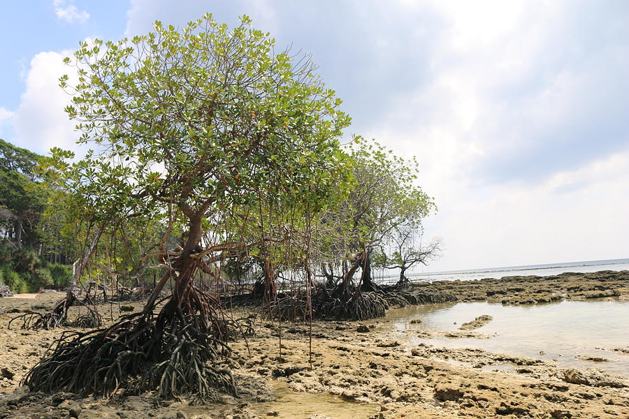 Mangrove Photograph by Alex Atkin - Fine Art America