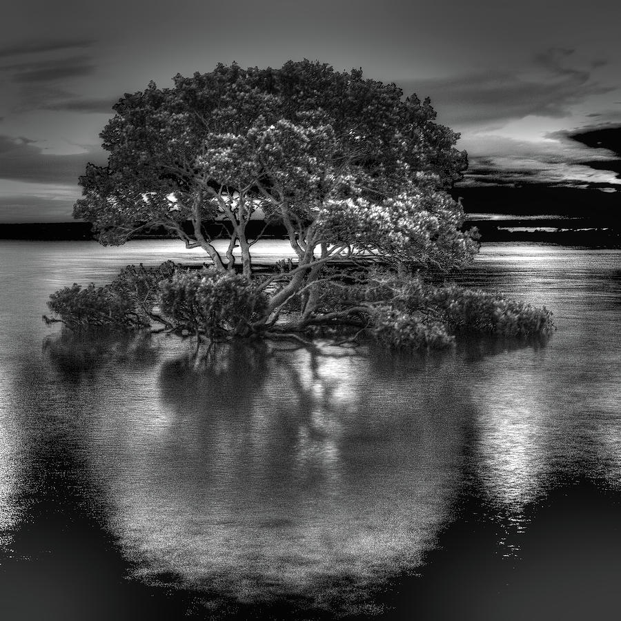 Black And White Photograph - Mangrove at High Tide by Bette Devine