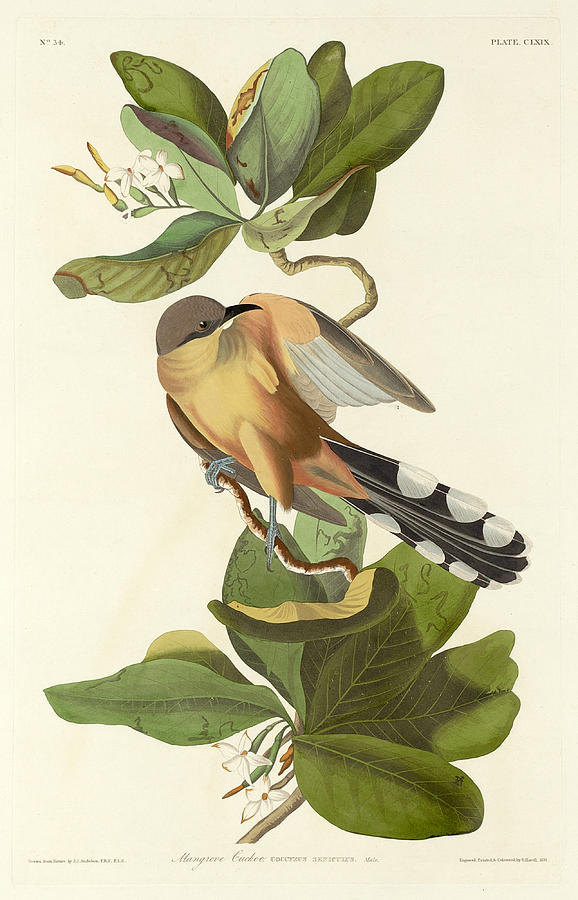 Mangrove Cuckoo Drawing by Robert Havell