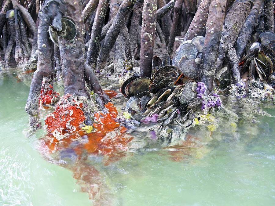 Mangrove Photograph by DeepEarth Photography - Fine Art America