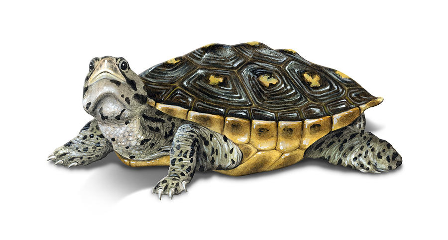 Mangrove Diamondback Terrapin Painting By Dawn Witherington - Pixels