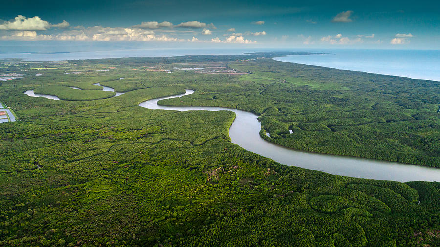 Mangrove  forest  and river Photograph by Somnuk Krobkum