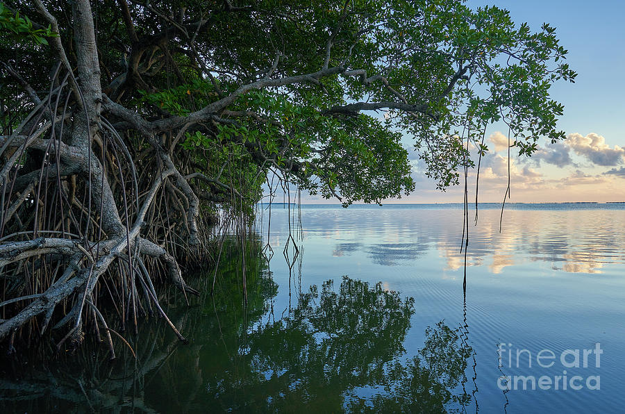 Mangrove Forest Photograph by Brian Kamprath