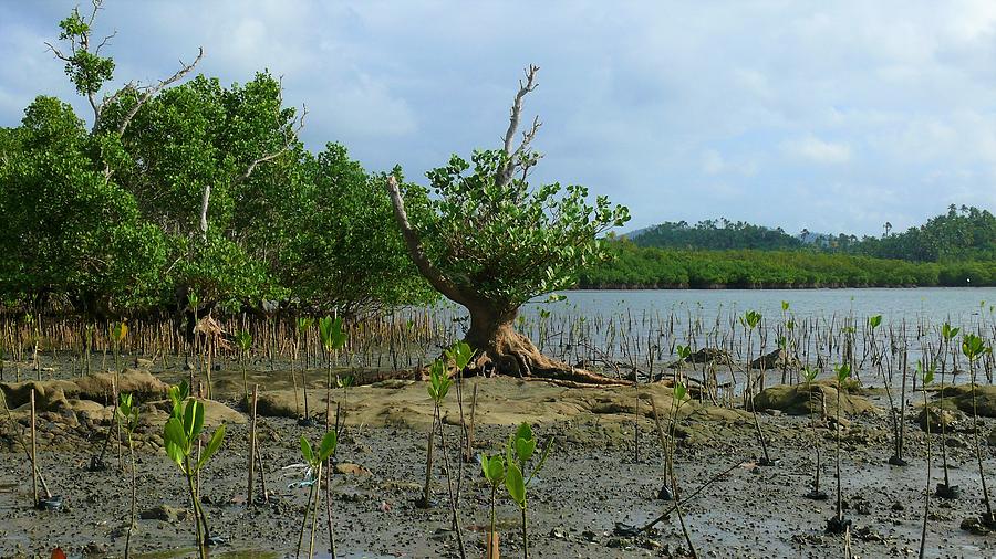 Mangrove forest Photograph by Robert Bociaga