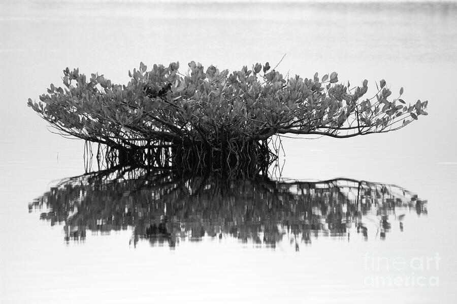 Mangrove in Black and White Photograph by Brenda Harle - Fine Art America